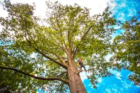 Best Tree Maintenance Programs  in East Niles, CA