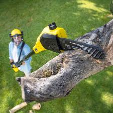 How Our Tree Care Process Works  in  East Niles, CA