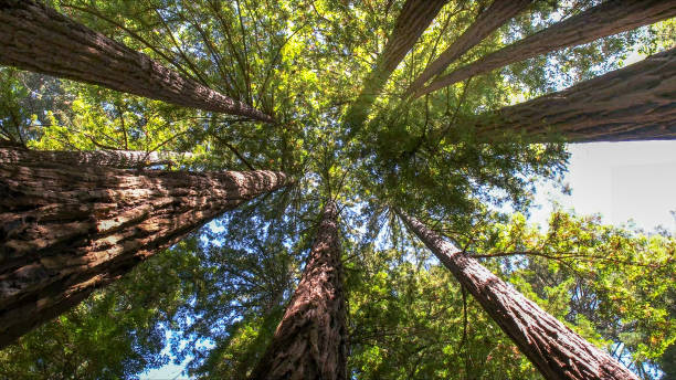 Best Commercial Tree Services  in East Niles, CA