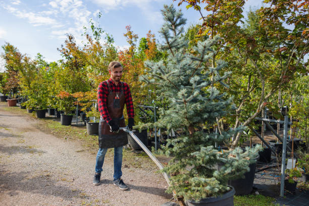 Best Lawn Watering Services  in East Niles, CA