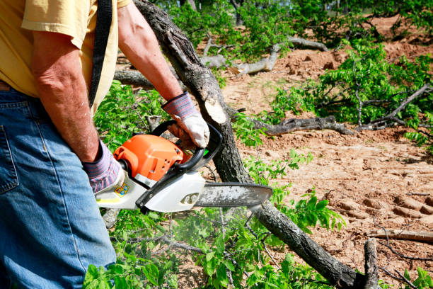 Best Lawn Drainage Solutions  in East Niles, CA